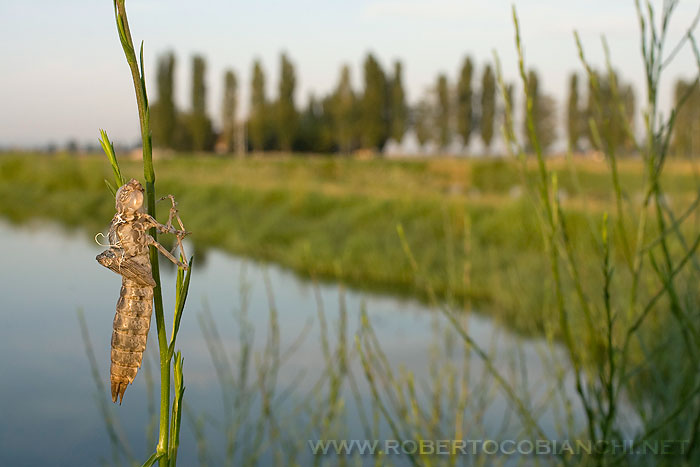 Exuvia di Anax parthenope